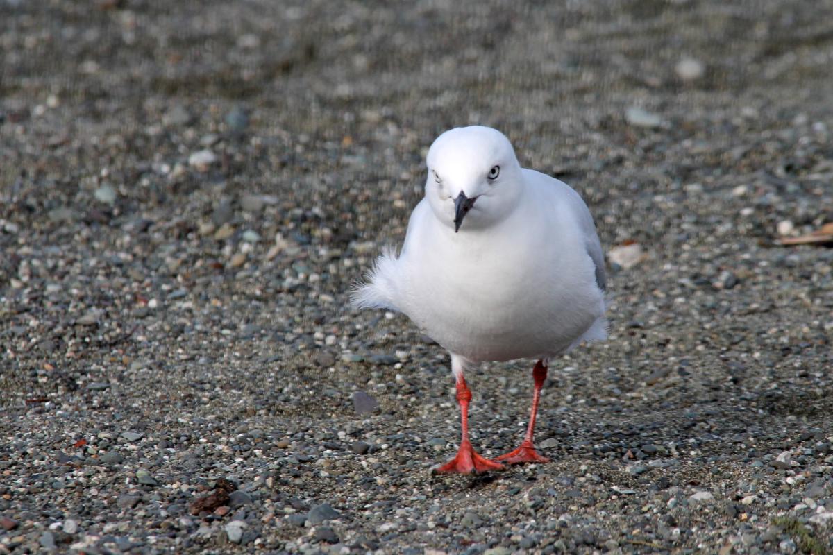 Red-billed Gull (Red-billed Gull), State Highway 94, Te Anau, Southland, New Zealand, 2014-03-04 Red-billed Gull (Red-billed Gull)
